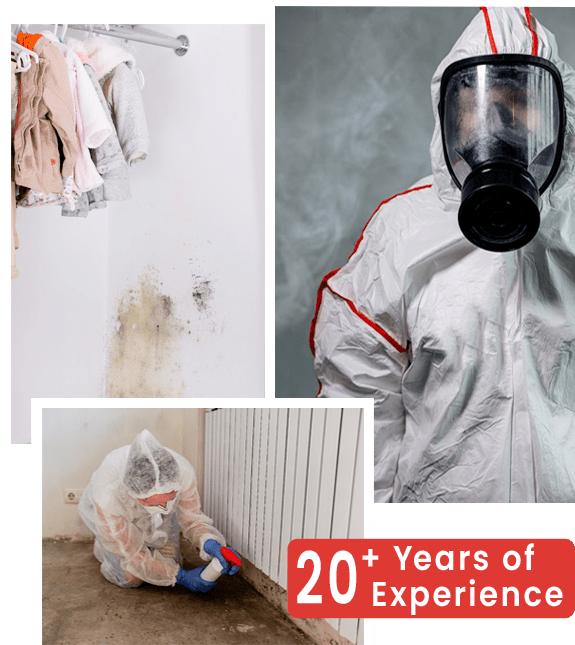 Mold Remediation